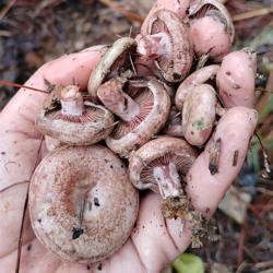 新鲜乌枞菌三九菇野生枞树菌松树菇安庆茅草菇雁来蕈铜绿菌松乳菇