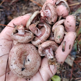 新鲜乌枞菌三九菇野生枞树菌松树菇安庆茅草菇雁来蕈铜绿菌松乳菇