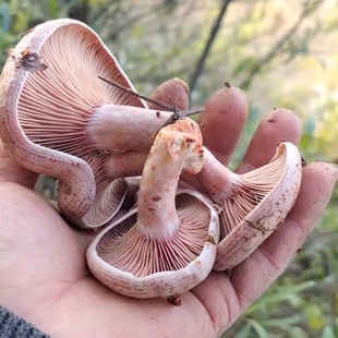 现采新鲜乌枞菌野生蘑菇枞树菌三九菇雁来蕈重阳松树菇寒菌茅草菇