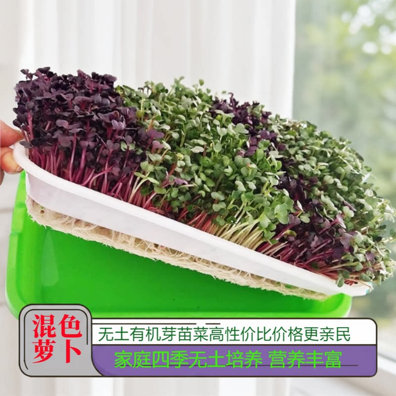 混色萝卜芽苗菜种子红白萝卜苗紫家庭园艺种子