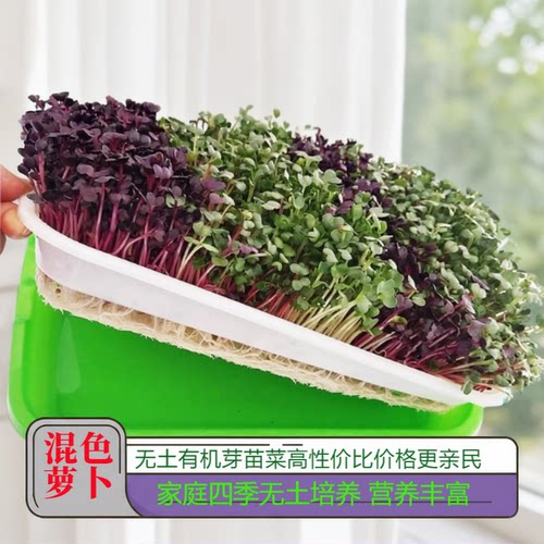 混色萝卜芽苗菜种子红白萝卜苗紫萝卜苗种籽四季水培室内阳台蔬菜