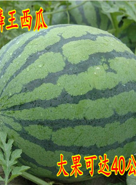 富田麒麟王西瓜种子中早熟高产巨型大西瓜水果糖度高四季播种50克