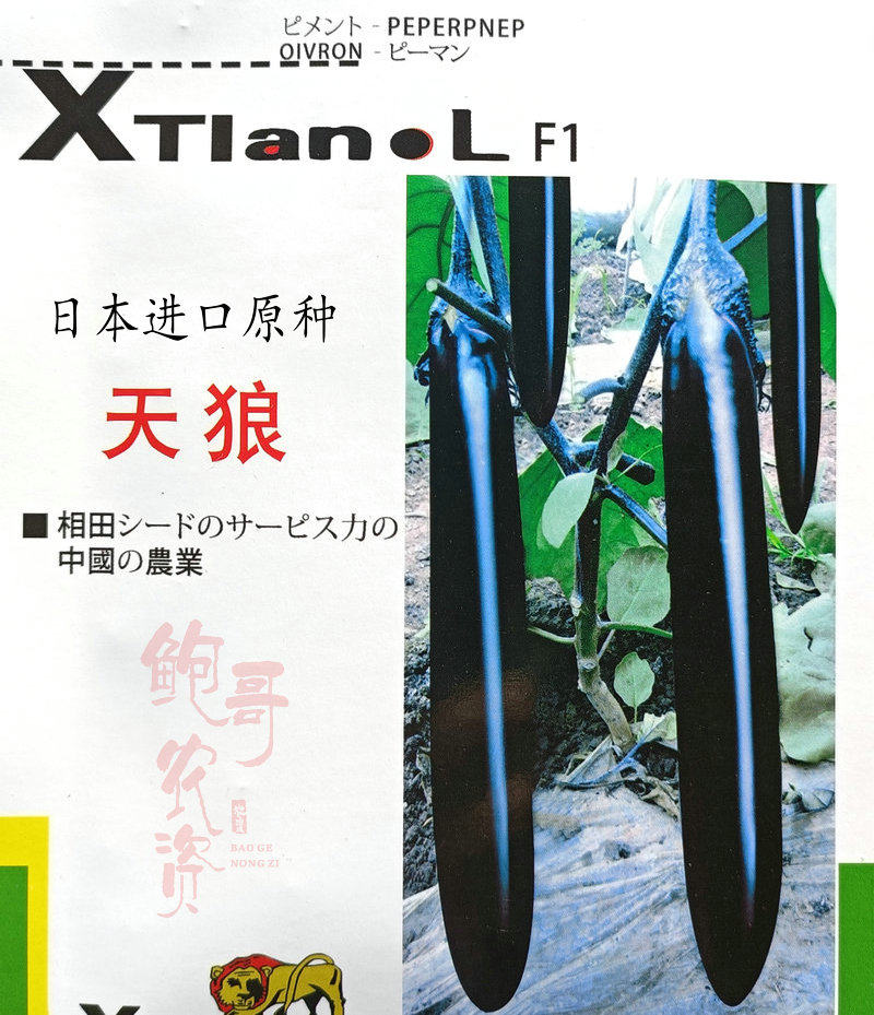 日本天狼紫黑长茄种子线茄种籽