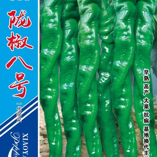 高产巨型大果小叶陇椒种子八号香辣特大青椒籽螺丝椒薄皮蔬菜种孑