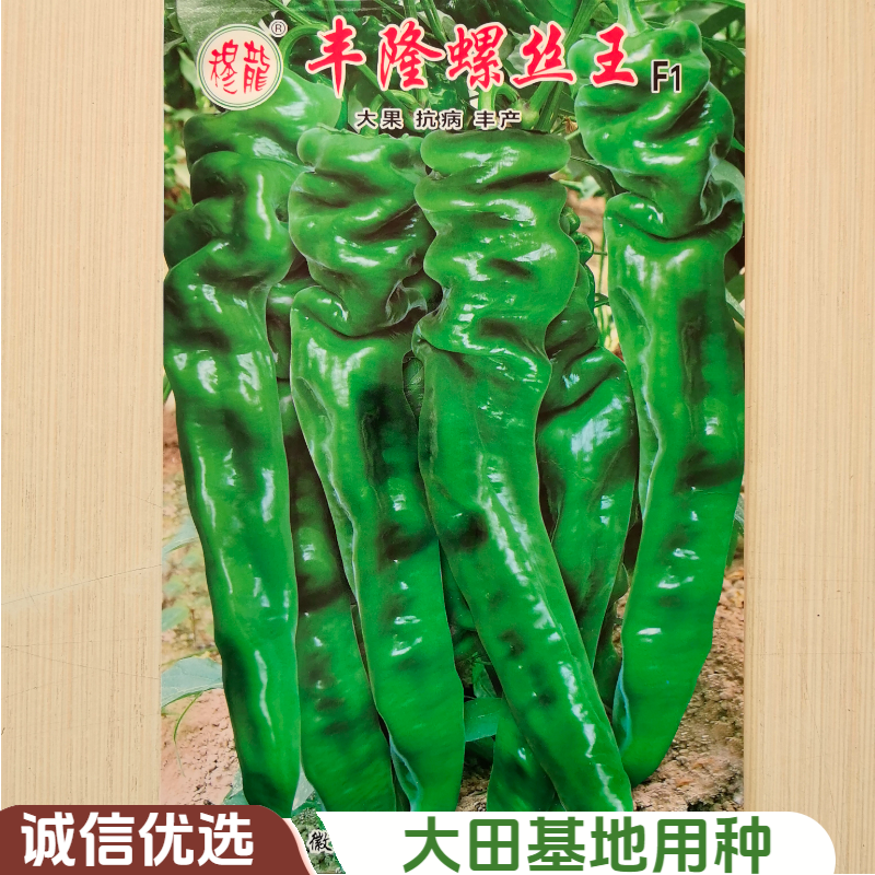 进口原种巨型陇椒种子特大隆丰