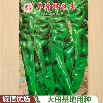 进口原种巨型陇椒种子特大隆丰