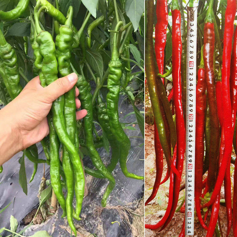 湘研种业辣博士2 6 9号辣椒种子超长线椒高产中早熟螺丝红青线椒