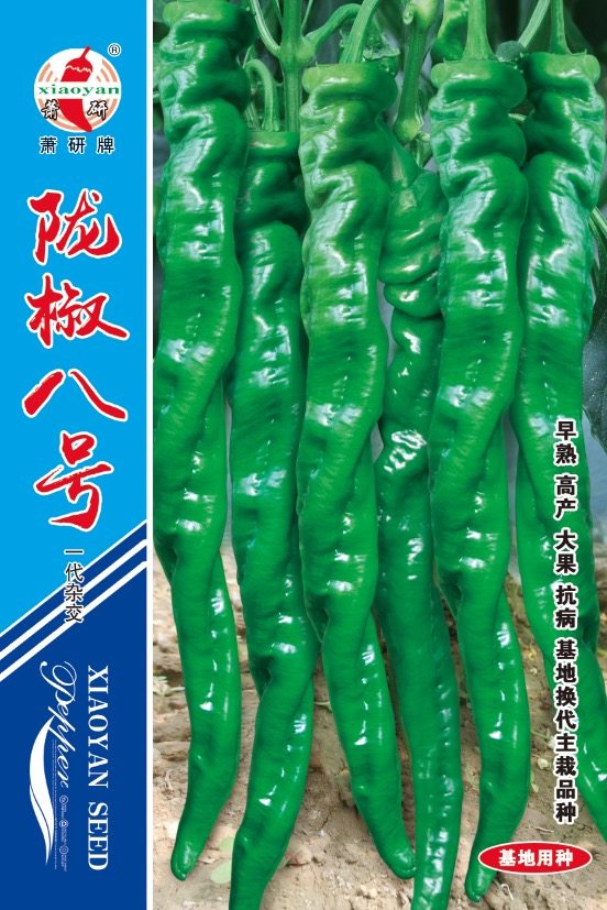 高产巨型大果小叶陇椒种子八号香辣特大青椒籽螺丝椒薄皮蔬菜种孑
