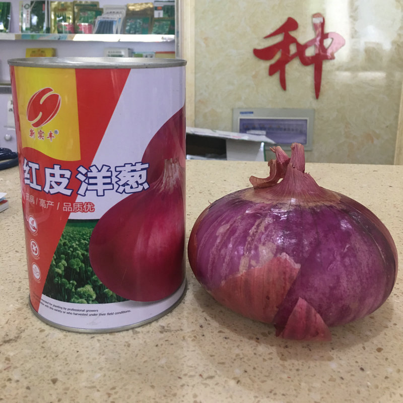 大田基地种植蔬菜籽红皮洋葱种子