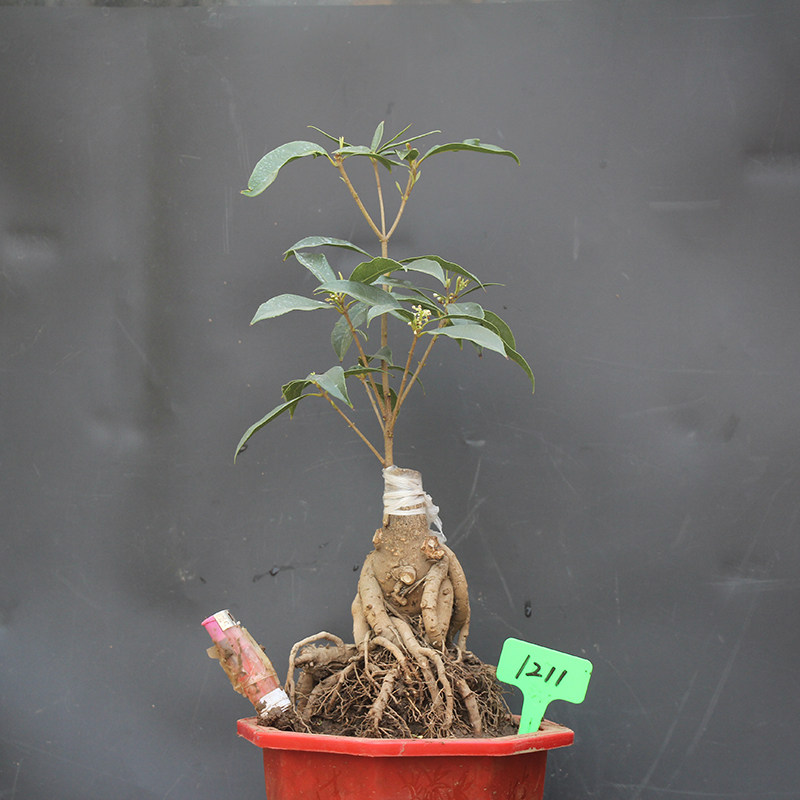 miniature Sketch Tigen modelling Osmanthus Bonsai Osmanthus Kim Chen Xiang Gui Fragrans Foding beads Fantasy cabinet ministerin the Flower delivery/Flowers simulation/Plants gardening , Flowers/Potted plants (New) , Flowers  category - from Buy2taobao.com to provide professional Taobao agent buy service