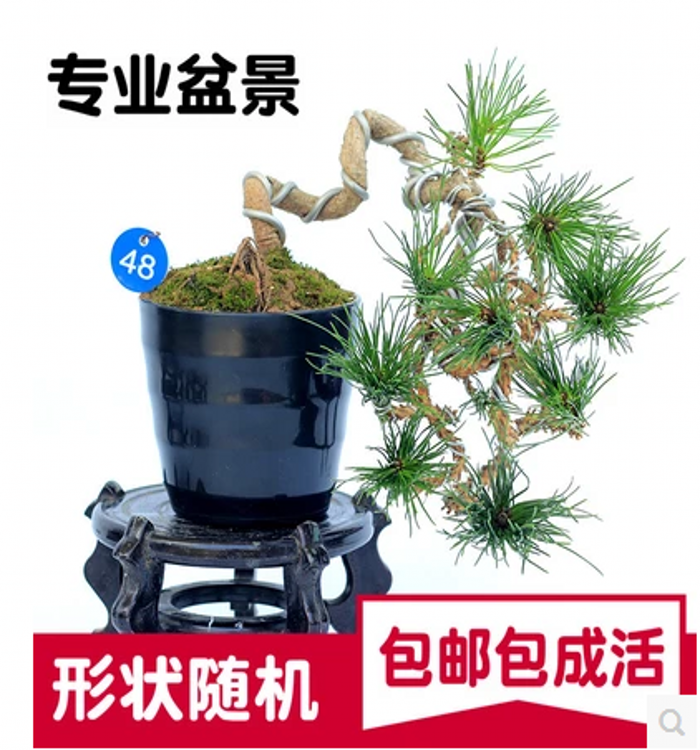 黑松盆景 黑松小盆景 微型盆景 黑松造型 掌上盆景 包邮在类目 鲜花速递/花卉仿真/绿植园艺, 花卉/绿植盆栽（新）, 绿植中 - 来自Buy2taobao.com提供专业的淘宝代购服务