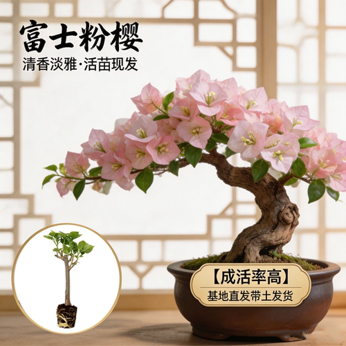 （富士粉樱）三角梅小苗橙色不带花盆栽大苗重瓣室内阳台树苗