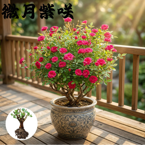 微月 紫咲 月季花苗 微型月季多头勤花灌木 阳台庭院盆栽