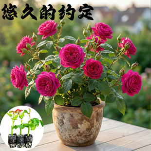 悠久的约定月季花苗小苗大花浓香品种月季苗阳台庭院绿植盆栽花卉