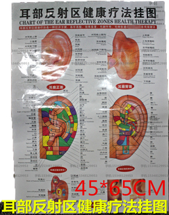 养生保健耳部反射区健康疗法挂图双面覆膜防水人体穴位经络图