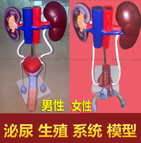 男性女性泌尿生殖系统模型肾脏解剖模型膀胱结构造教学医学教具