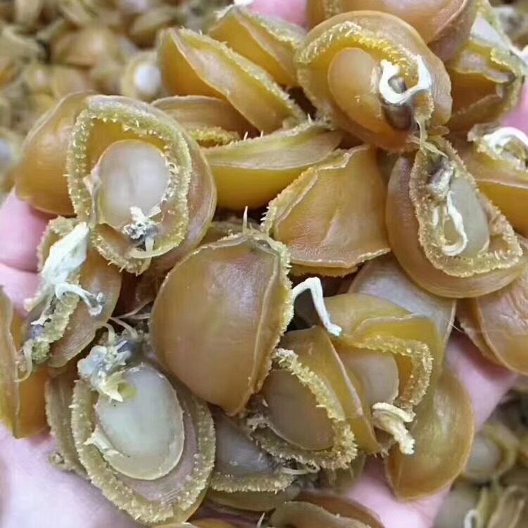 538元1斤包邮阳江沙扒月亮湾深海小鲍鱼帽白戟阔口鱼白冀海产干货