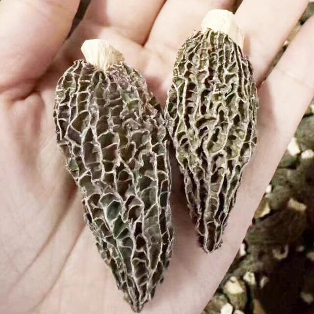阳江沙扒月亮湾日晒羊肚蘑 编笠菌 羊肚菜干货 218元半斤一袋包邮