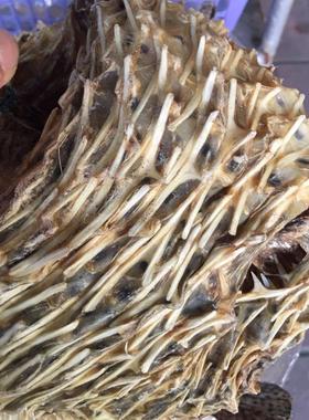 199元一斤包邮阳江沙扒湾渔民晒深海大号海刺猬鱼 刺龟皮海产干货