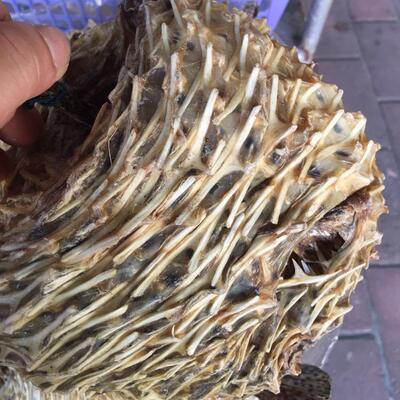 268元一斤包邮阳江沙扒湾渔民晒深海大号海刺猬鱼 刺龟皮海产干货