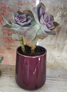 5元库存清仓打折处理深黑色深紫色锥陶瓷多肉植物花盆 家居景观盆