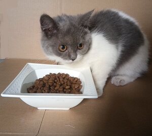 陶瓷小猫喂食饮水盆四方猫粮碗