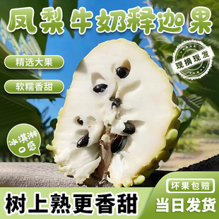 攀枝花释迦果新鲜大番荔枝林檎佛头果摩尼果牛奶凤梨释迦孕妇水果