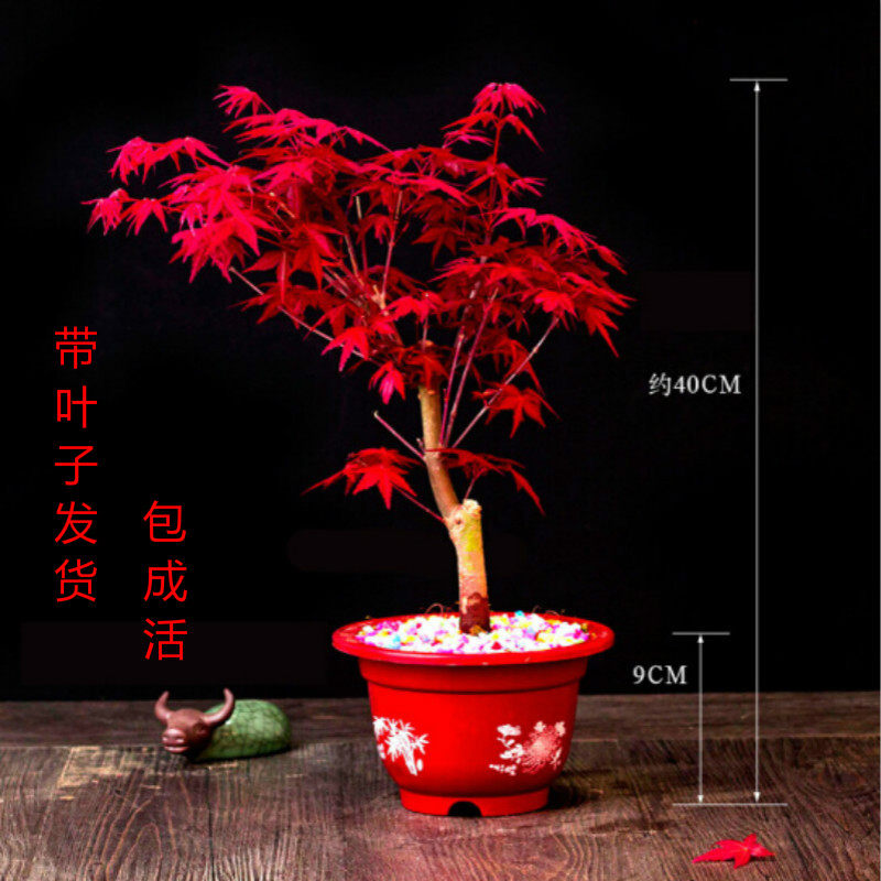 日本红枫盆景日本橙之梦黄金枫树苗 嫁接红枫老桩树苗 赤枫盆栽