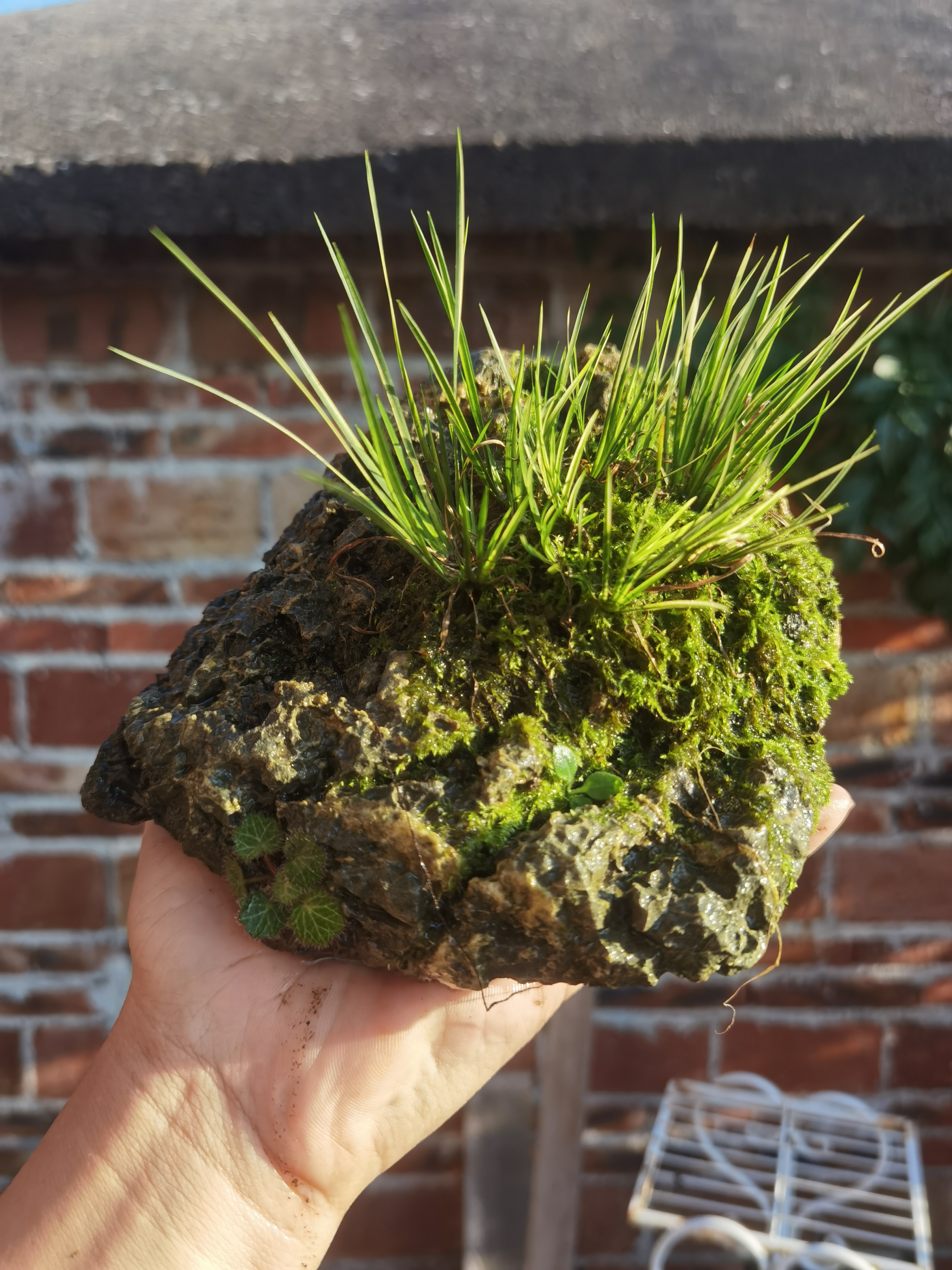 天然钟乳石附石菖蒲叶片翠绿饱满生长状态特别好石头表面一物一拍