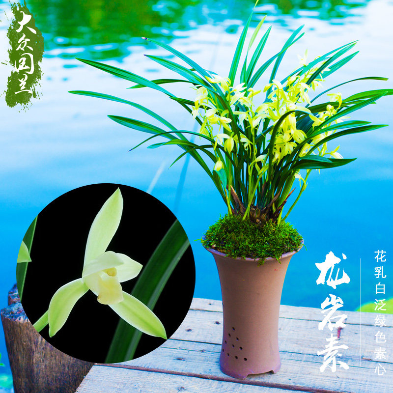 绿植建兰带花苞极有家龙岩素