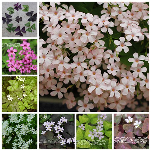 四季酢浆草pinkdream粉梦小白舞