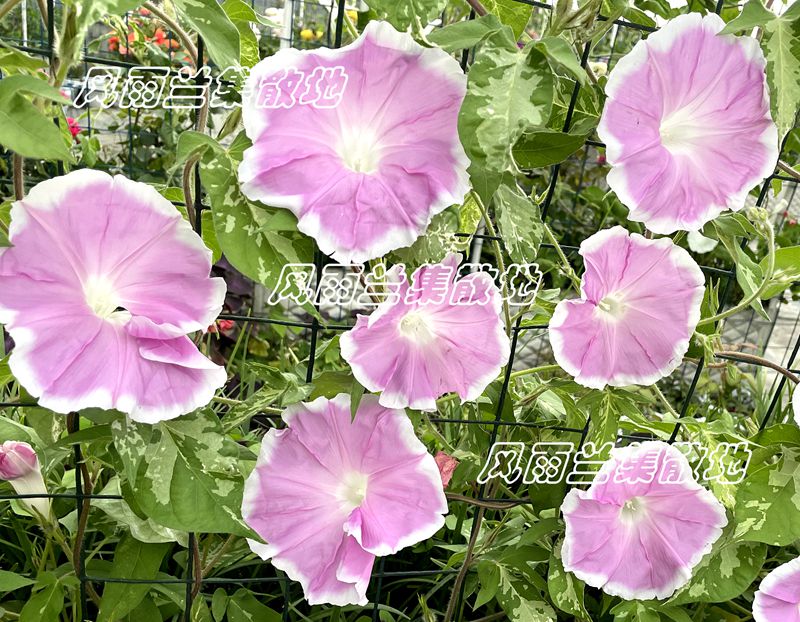 日系朝颜重瓣牵牛花阳台