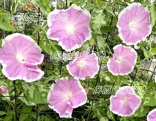 日系朝颜重瓣牵牛花阳台