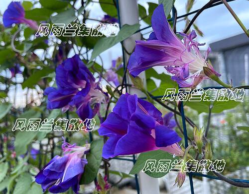 日系朝颜蓝碎重瓣牵牛花阳台