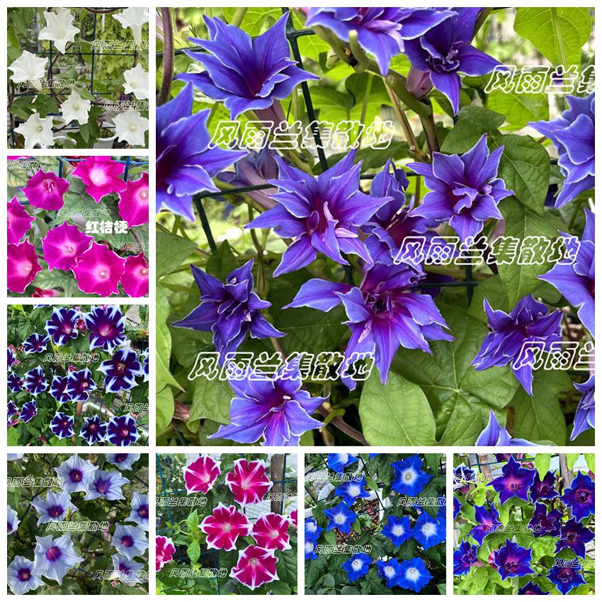 牵牛花攀爬庭院篱笆夏天耐晒耐热