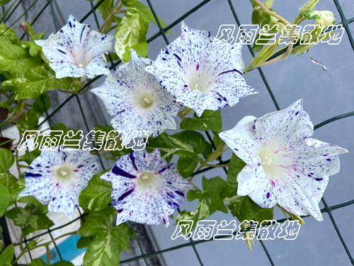 日系朝颜重瓣牵牛花阳台