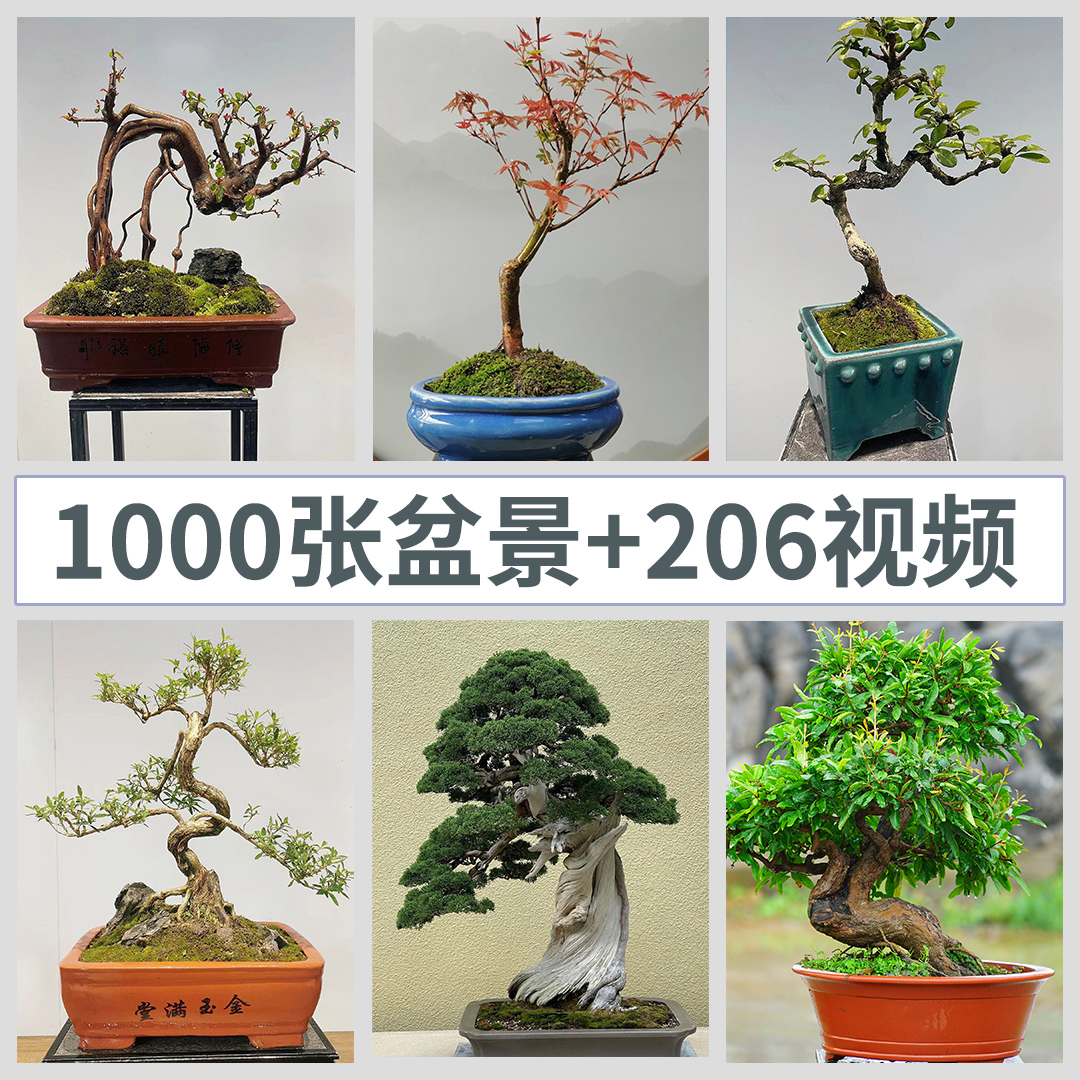 盆景素材盆栽图片园艺植物景观设计高清图集线上宣传展示电子版