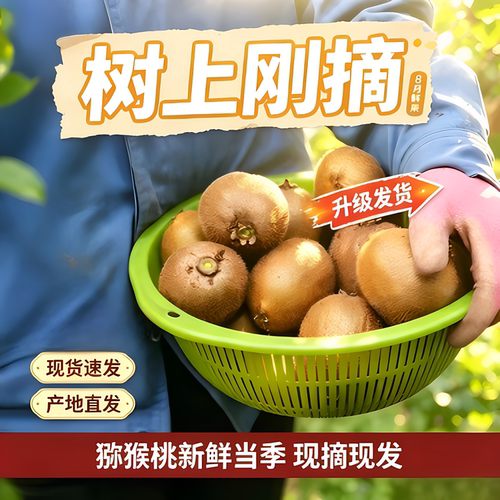 自家种植高原徐香猕猴桃特好品质