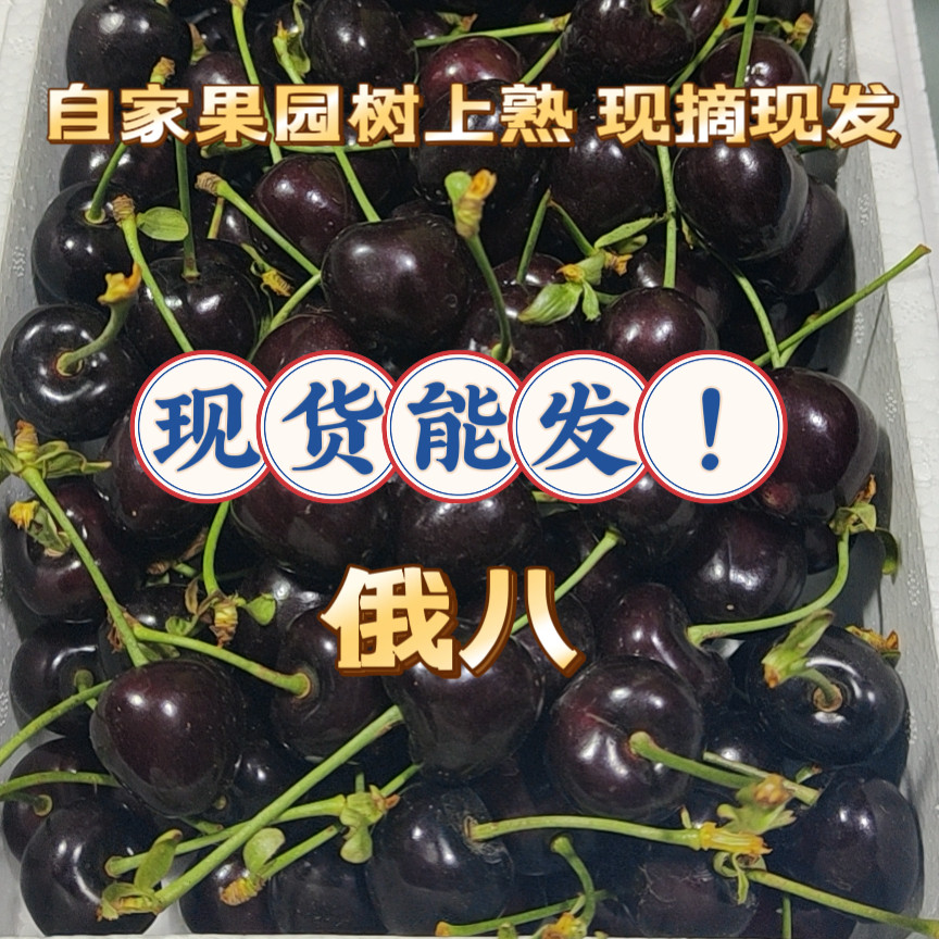 大连樱桃俄罗斯八号陆地樱桃车厘子自家顺丰孕妇俄八树上熟 - 实物图