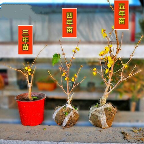 庭院树桩盆栽地栽腊梅花