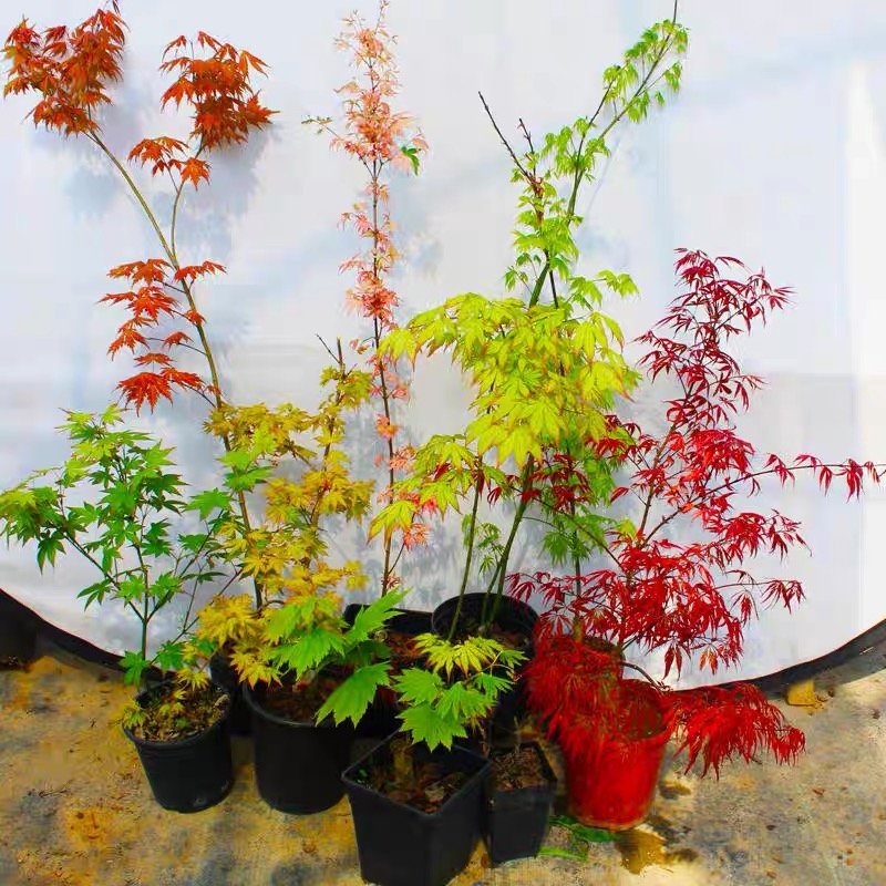 外山女神泰勒黄金流泉约旦盆栽多种稀有枫树造型羽毛枫树花园庭院
