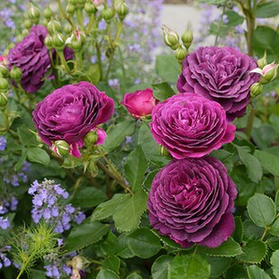 新品海潮之声浓香大花月季苗阳台庭院多季开花室内丰花庭院玫瑰苗