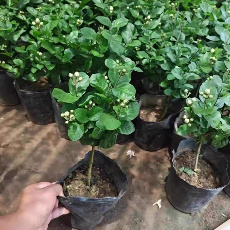 网红花菊花茉莉苗大花重瓣虎头茉莉花王巴西茉莉花好养四季盆栽花