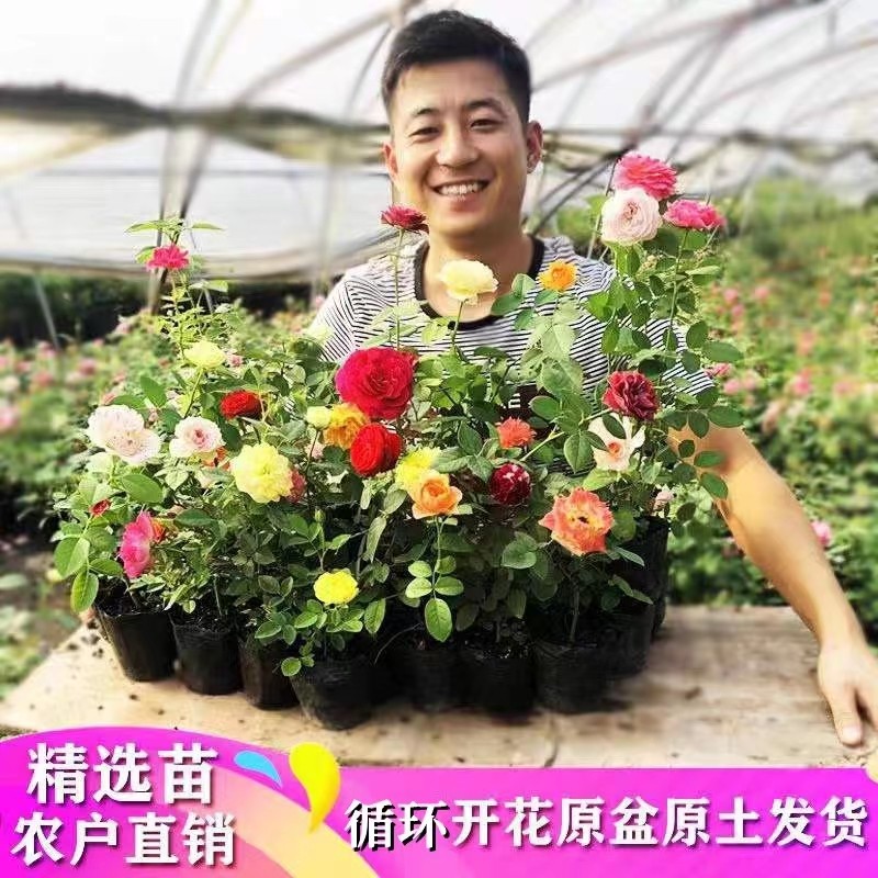 藤本月季大花浓香四季开花蔷薇花苗爬藤攀援植物庭院阳台玫瑰盆栽,鲜花速递/花卉仿真/绿植园艺,月季/蔷薇/玫瑰,淘宝优惠券,粉丝福利购,淘宝优惠卷