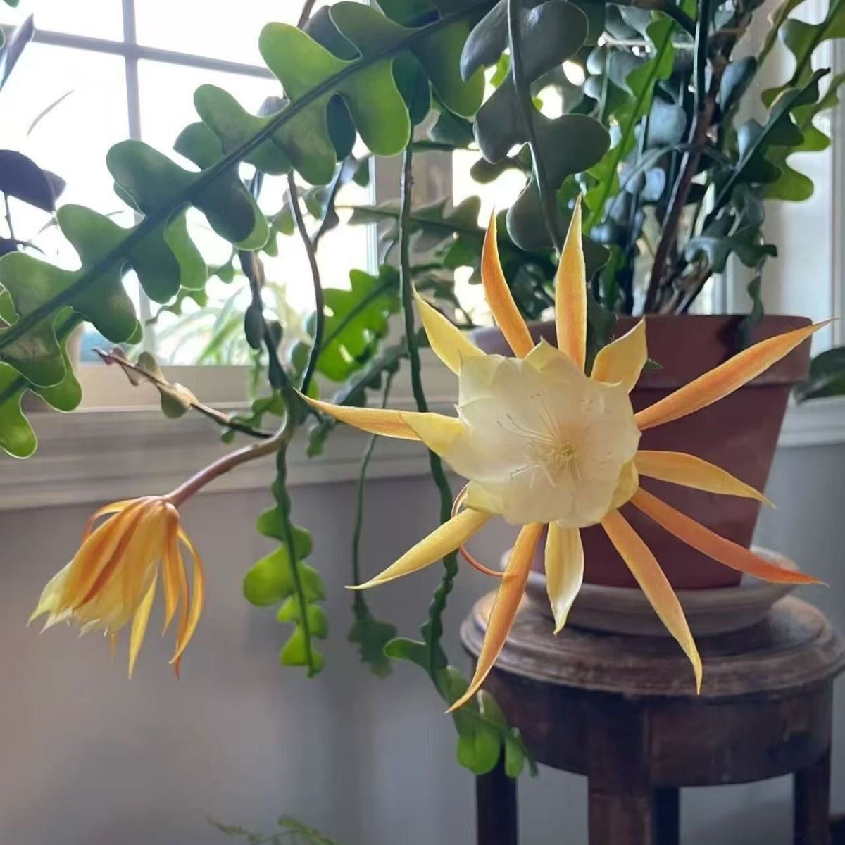鱼骨令箭荷花稀奇植物锯齿昙花长多肉植物