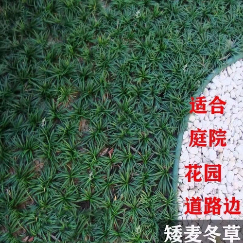 矮麦冬草玉龙草矮化麦冬庭院绿化户外草坪耐寒绿植耐踩踏四季常青