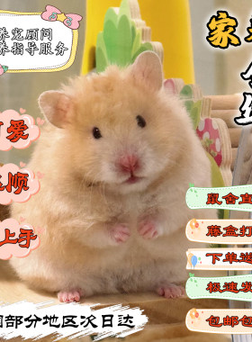 家养仓鼠宠物长短毛金丝熊藤盒发