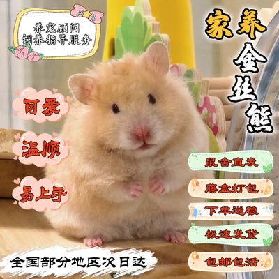 家养宠物长毛金丝熊活体藤盒发