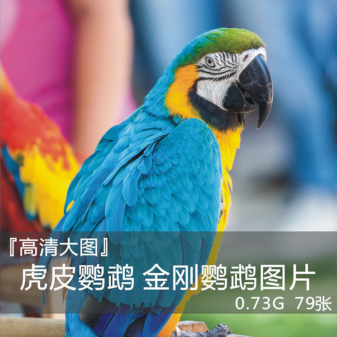 鹦鹉 虎皮 金刚 设计 高清 图库 图片 海报 背景 合集