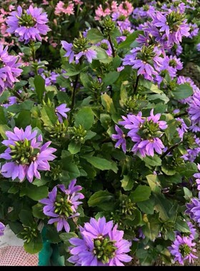 满24元包邮 草海桐蓝扇花花苗 盆栽多年生草本植物花坛庭院阳台
